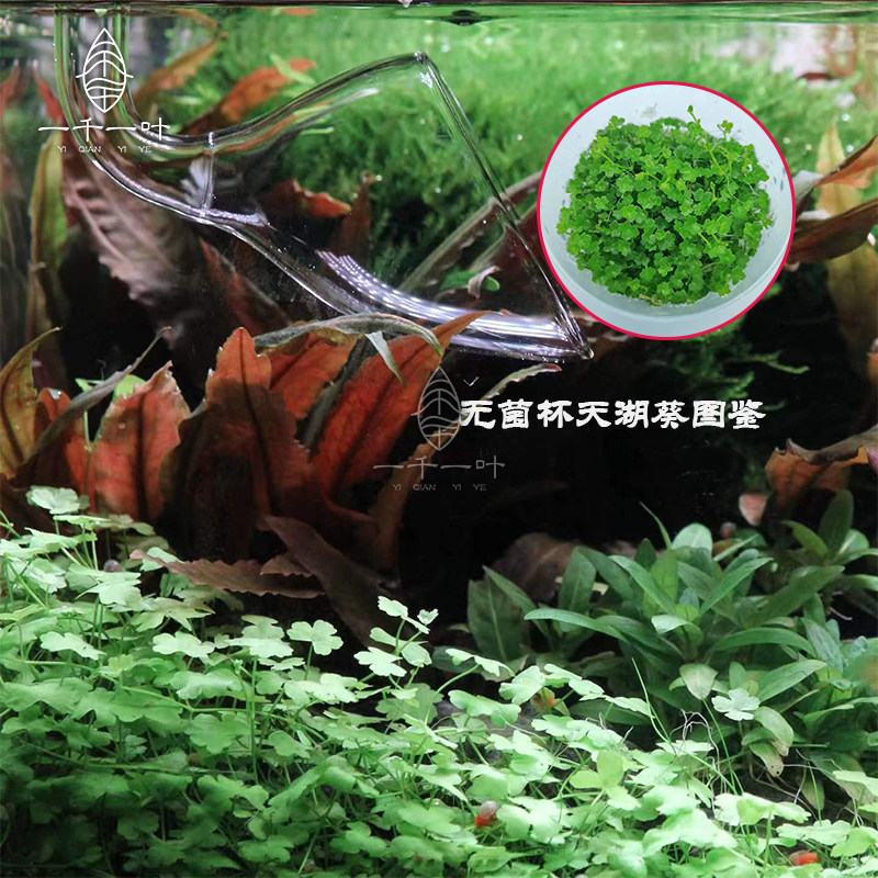 迷你天湖水下叶水上叶矮草懒人草