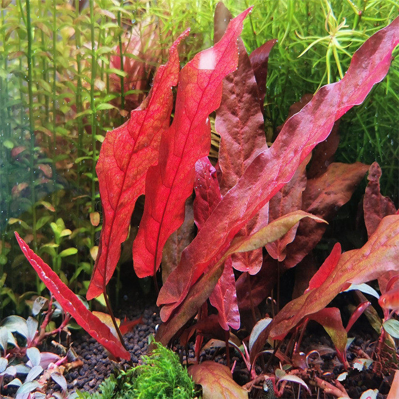 大叶红海带红色淡水阳性大卷浪大型后景水草水族箱鱼缸草缸造景