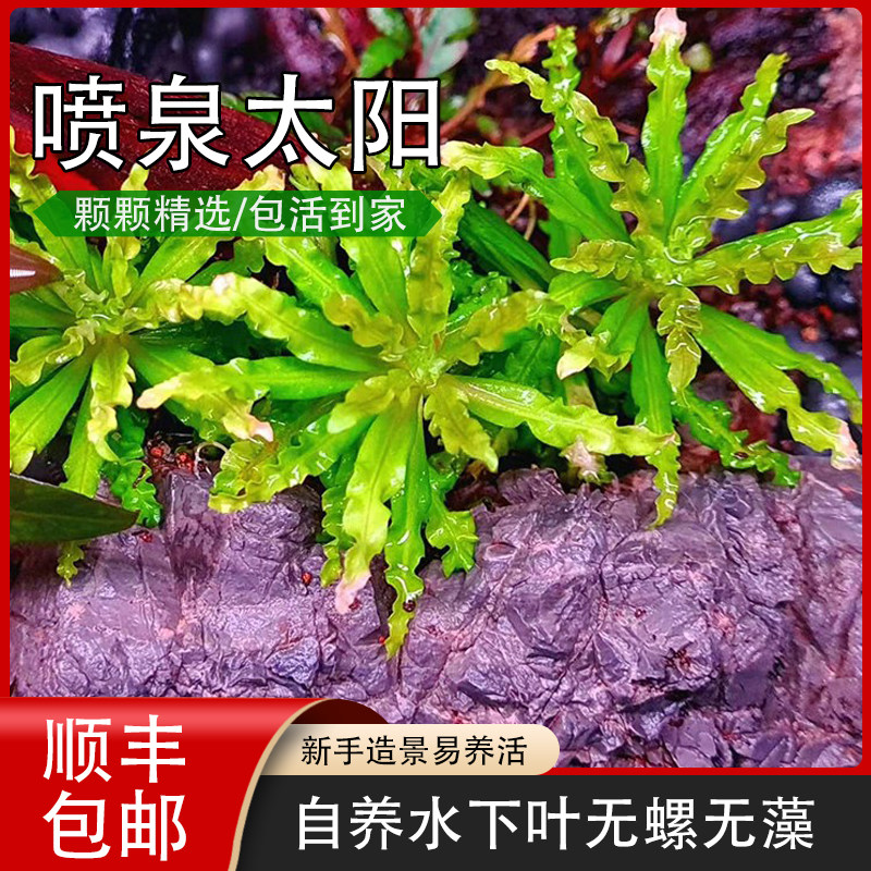 喷泉太阳稀有水草喷太椒草造景鱼缸草缸前景水草自养水下叶翠绿色,宠物/宠物食品及用品,水草,淘宝优惠券,粉丝福利购,淘宝优惠卷