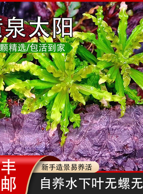 喷泉太阳稀有水草喷太椒草造景鱼缸草缸前景水草自养水下叶翠绿色