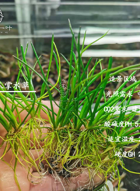 仙人掌水草ADA水族草缸造景淡水稀有前景水草自养水下叶无需转水
