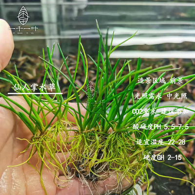 水草无需转水自养水下叶前景易活