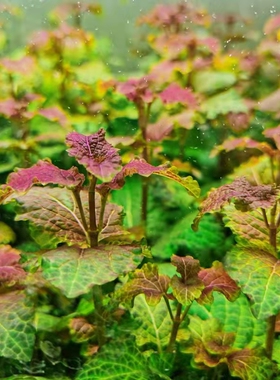 鱼缸造景淡水植物阴性水草活体有茎类中前景红色紫色彩色五彩薄荷