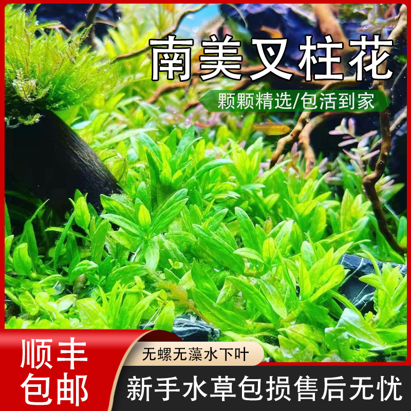 南美叉柱花水草水下叶打头草前景爬地侧芽中景绿草草缸草新手易活