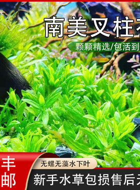 南美柱花水草打头前景低草矮草