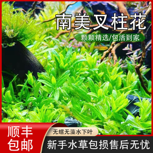 南美叉柱花水草水下叶打头草前景爬地侧芽中景绿草草缸草新手易活