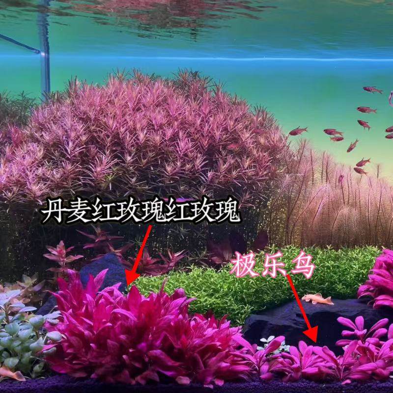 红玫瑰淡水豹纹鱼缸活体中后造景