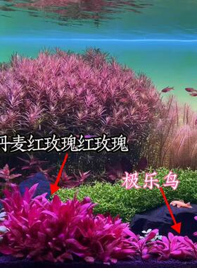 丹麦红玫瑰淡水豹纹血心兰大叶红色鱼缸植物中后造景红色活体水草