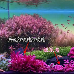 丹麦红玫瑰淡水豹纹血心兰大叶红色鱼缸植物中后造景红色活体水草