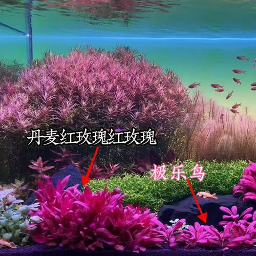 红玫瑰淡水豹纹鱼缸活体中后造景