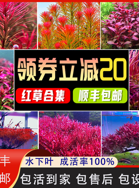 红色水草丹麦血红宫廷水草鱼缸植物活体水下叶植物丁香中景草蝴蝶