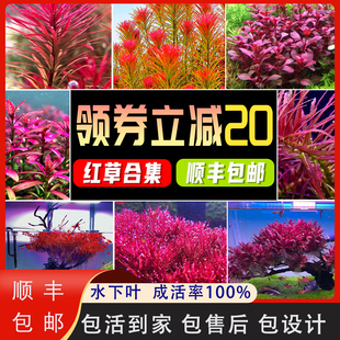 红色水草丹麦血红宫廷水草鱼缸植物活体水下叶植物丁香中景草蝴蝶
