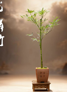 室内禅竹茶室竹子龙鳞竹罗汉竹龟甲竹珍稀观赏竹竹子中的劳斯莱斯