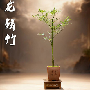 室内禅竹茶室竹子龙鳞竹罗汉竹龟甲竹珍稀观赏竹竹子中的劳斯莱斯