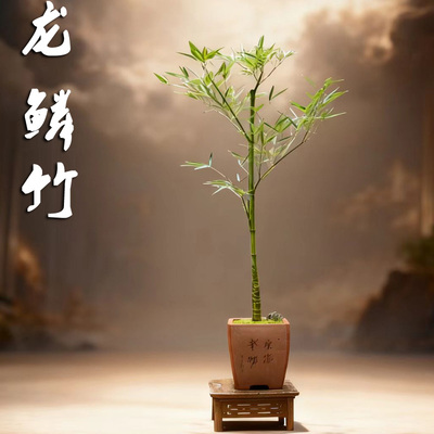 室内禅竹茶室竹子龙鳞竹
