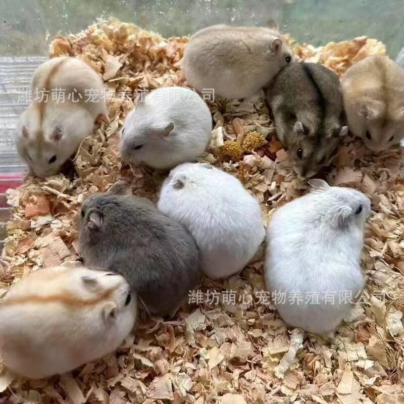 批发仓鼠宠物活体 虎纹熊白熊黑仓鼠