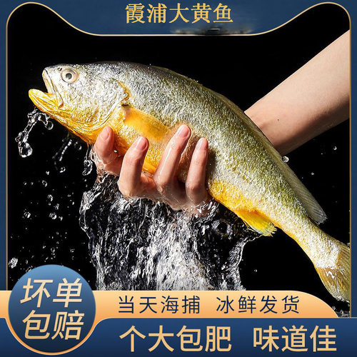 黄花鱼新鲜冷冻深海大黄鱼生鲜海鲜水产小黄鱼鲞鲜活海鱼整箱商用