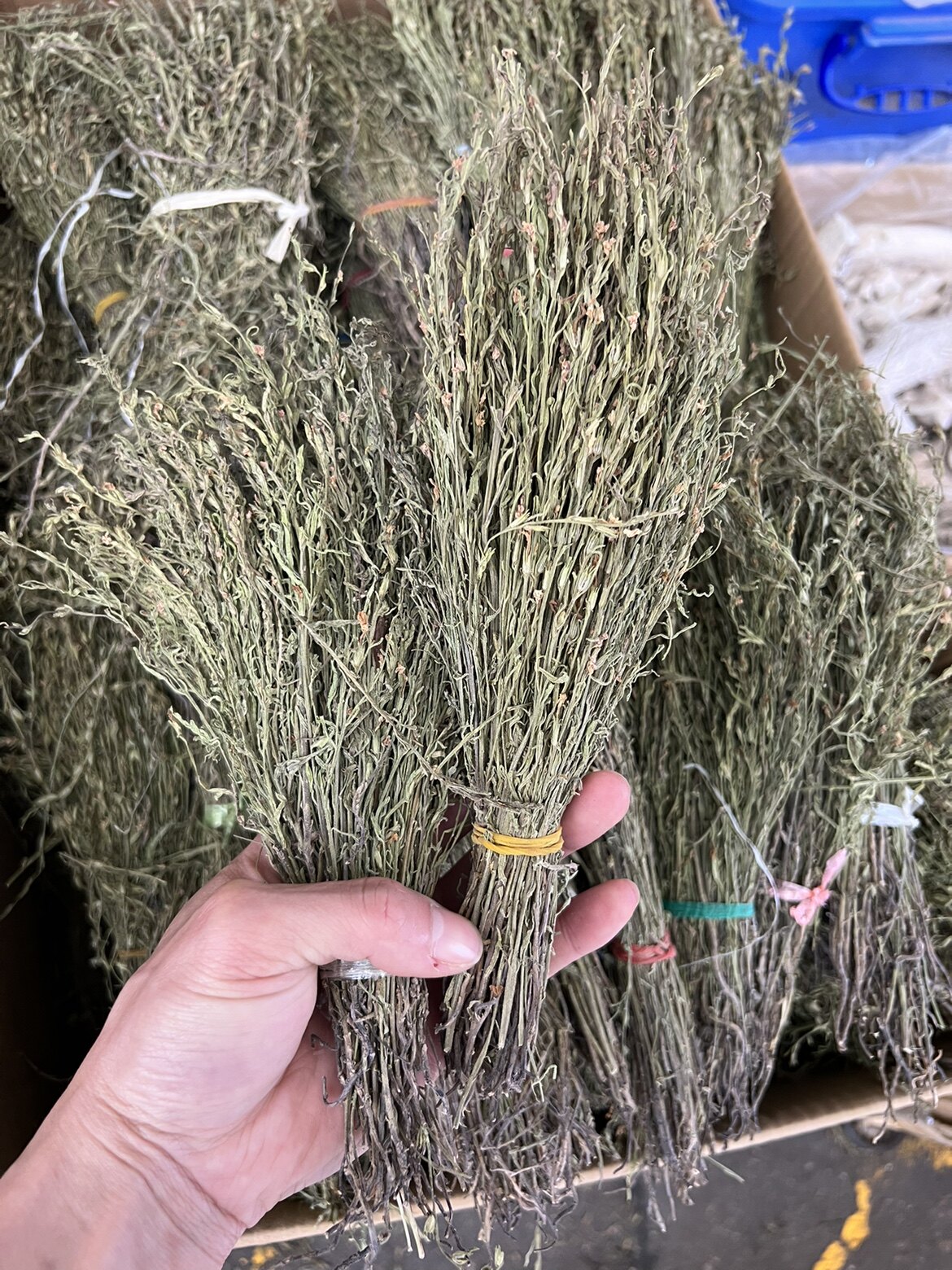 独脚金小儿开胃汤包广西新鲜干货独脚柑生疳积草中药材
