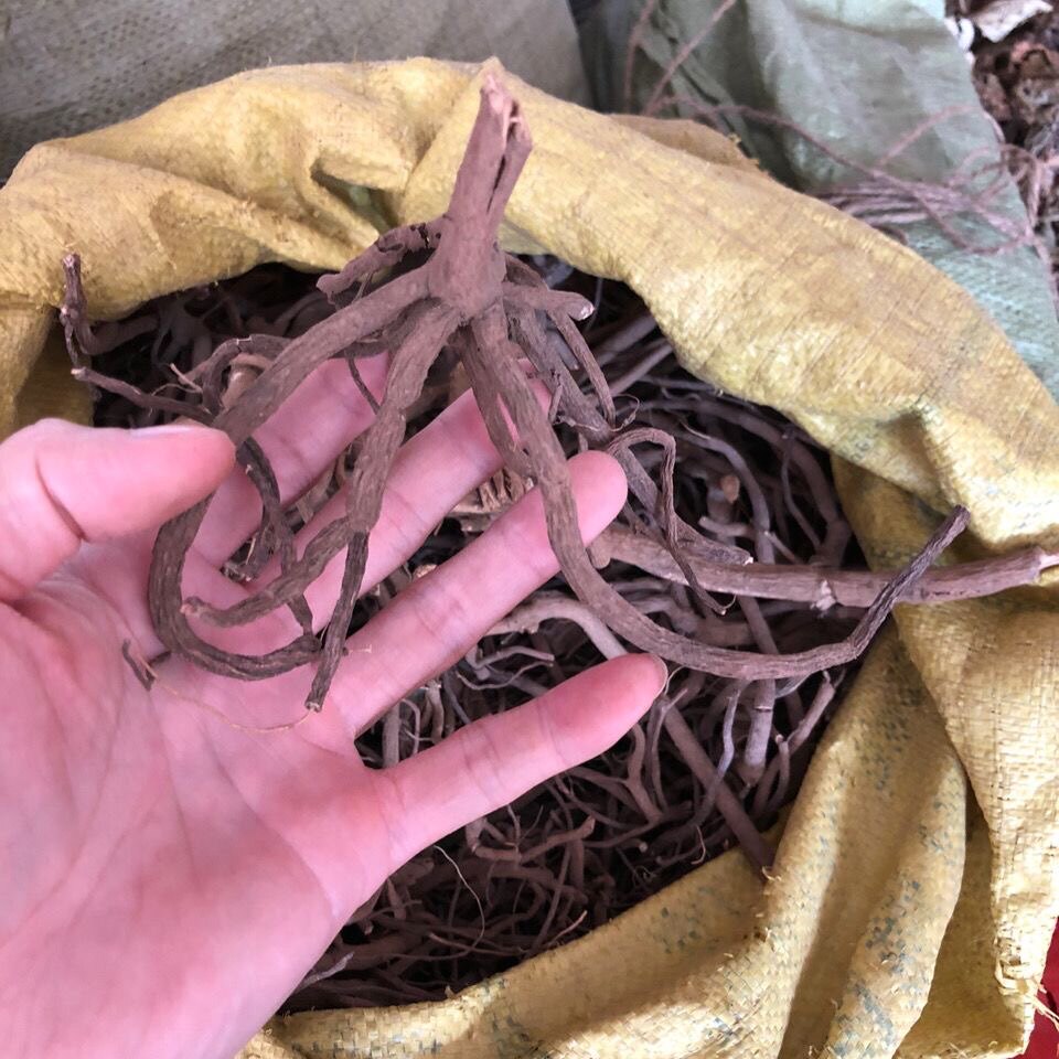 贵州中草药材 八爪金龙 百两金 八爪根 开喉箭