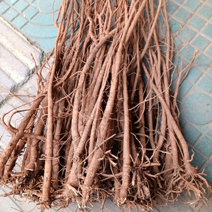 广西生鲜千斤拔中药材老鼠尾吊马金牛尾现挖泡酒煲汤料千斤拔