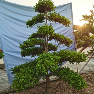 小叶瓜子黄杨树大型造型树别墅庭院盆景地景四季常青园林绿化设计
