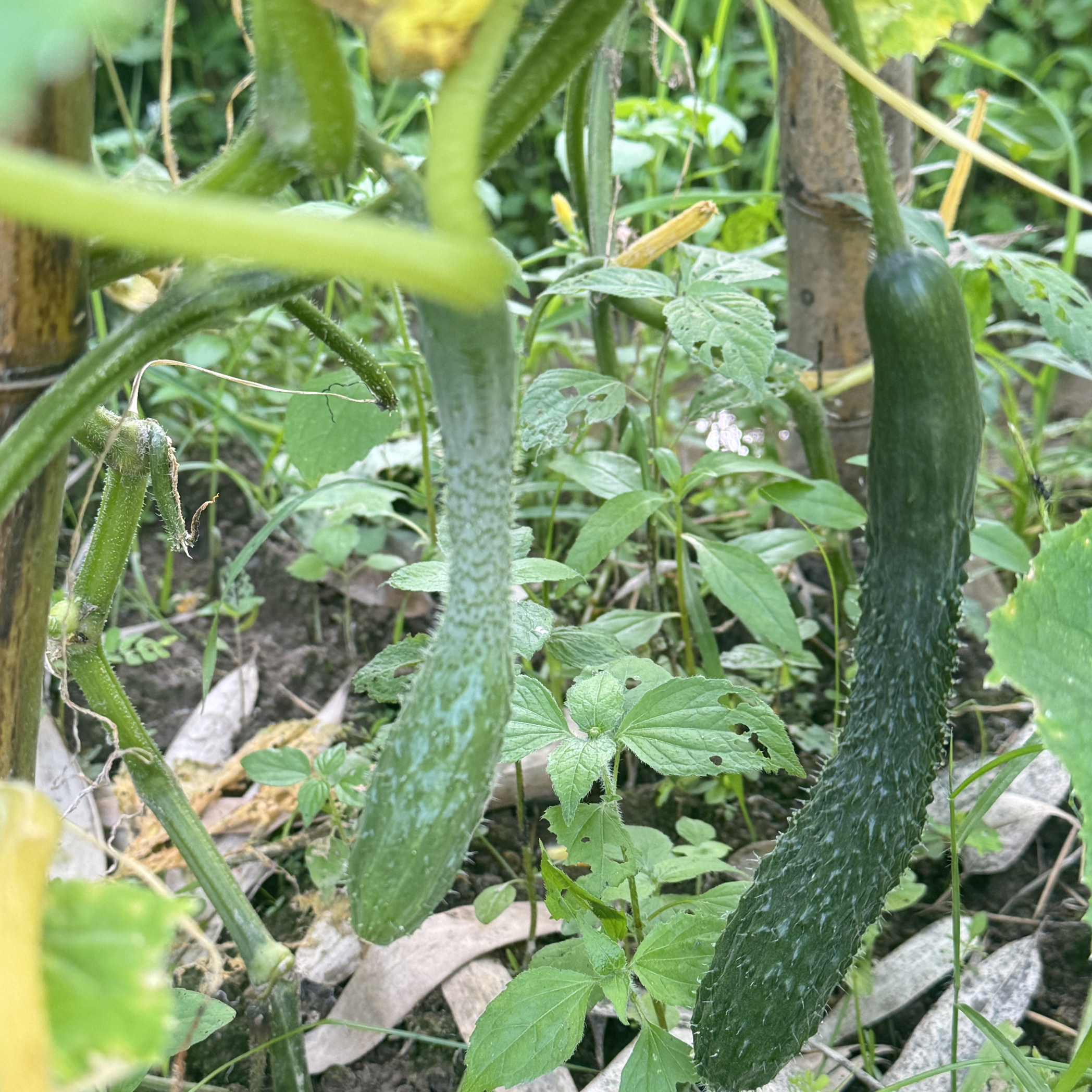 杭州农家自种带刺老黄瓜新鲜蔬菜现摘现发应季蔬菜