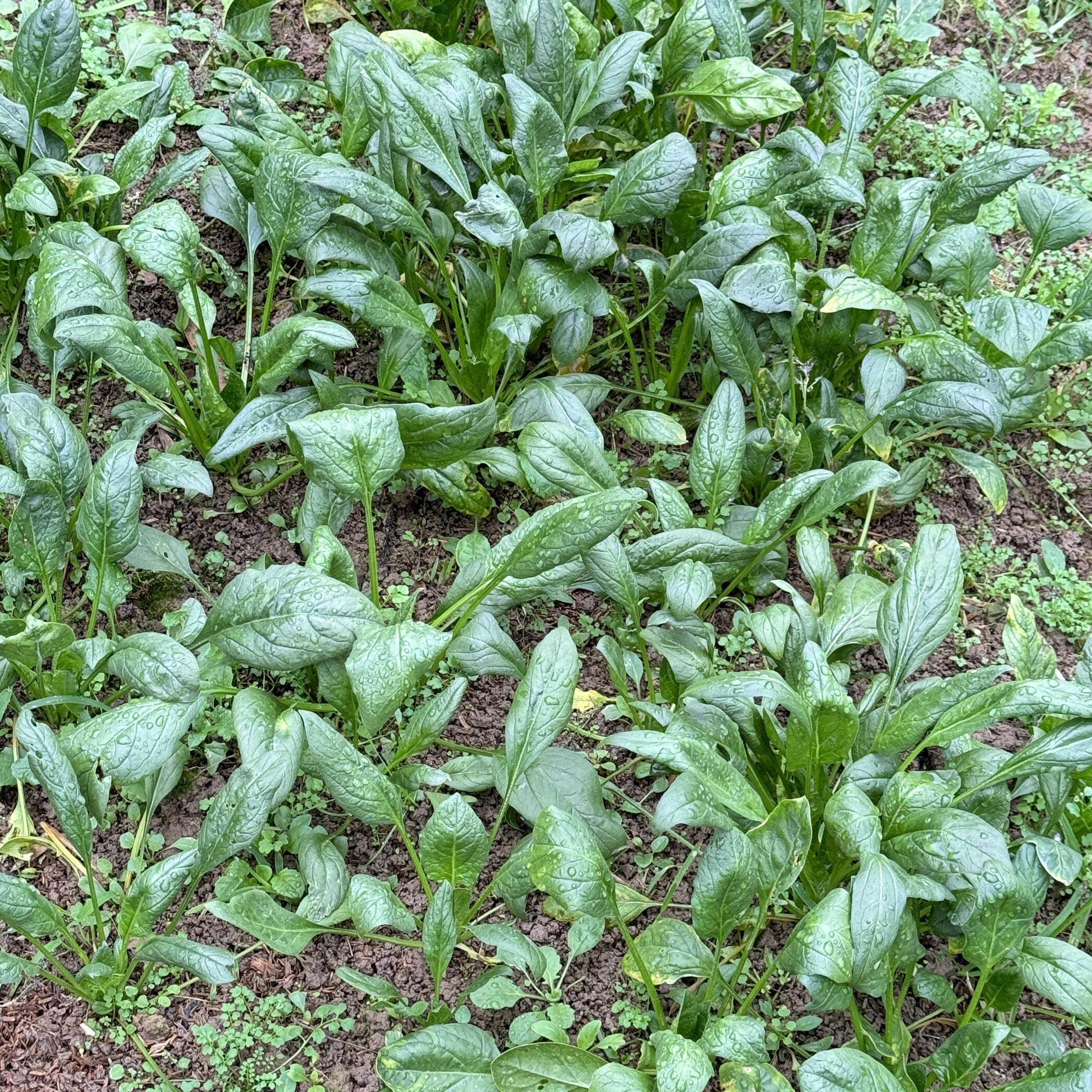 农家自种菠菜火锅菜现摘现发新鲜应季蔬菜