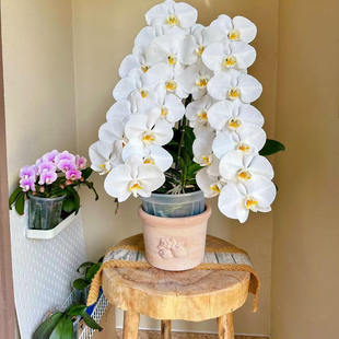 【开花株龙兰】特级高品质蝴蝶兰