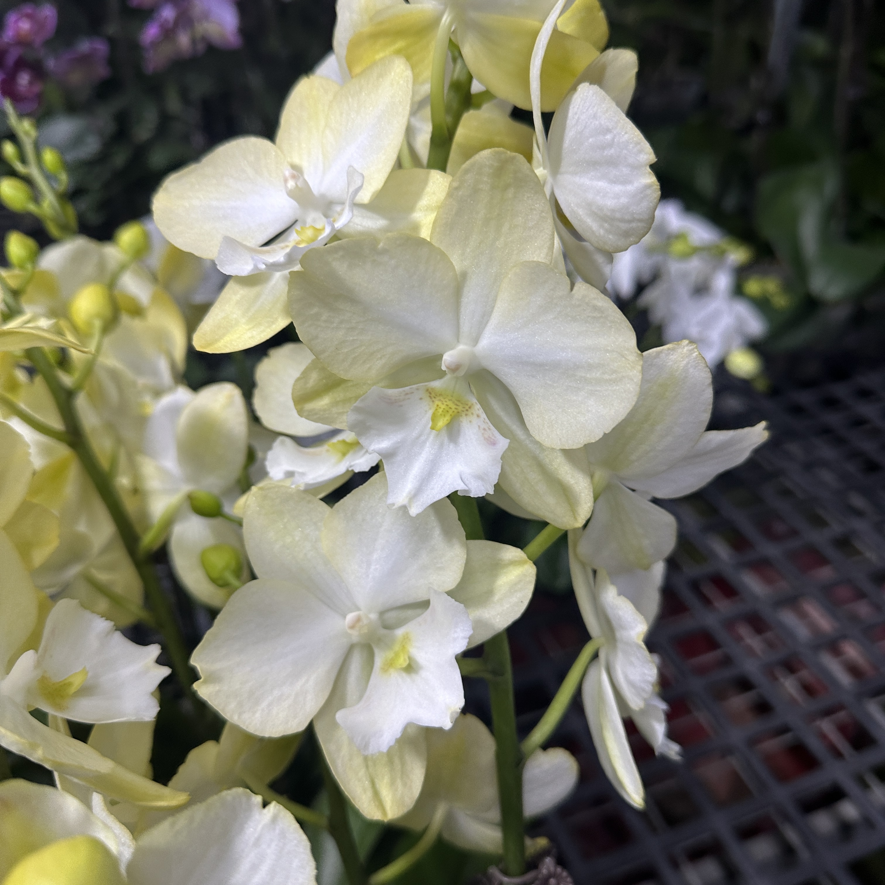 【玉兔】3.0寸杯单花剑带花苞室内盆栽花卉绿植好养活