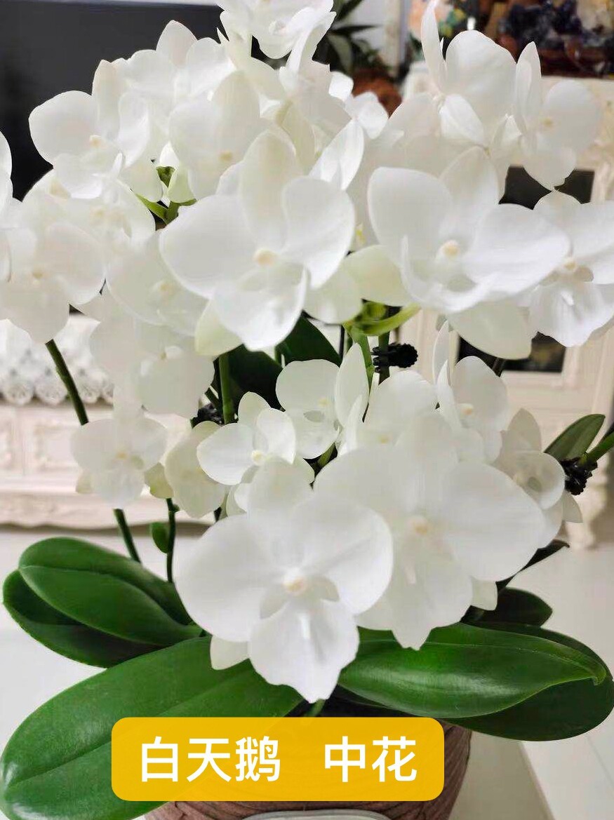 洋兰坊 直播专拍 蝴蝶兰盆栽带花开花株单双剑花苗带花苞真花对版,鲜花速递/花卉仿真/绿植园艺,时令草本花卉,淘宝优惠券,粉丝福利购,淘宝优惠卷