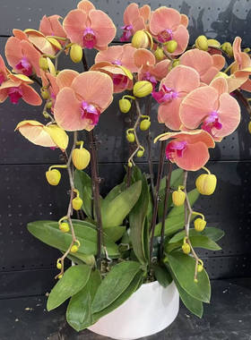 【华尔兹 】3.0寸杯单花剑橙色系高品质精品蝴蝶兰