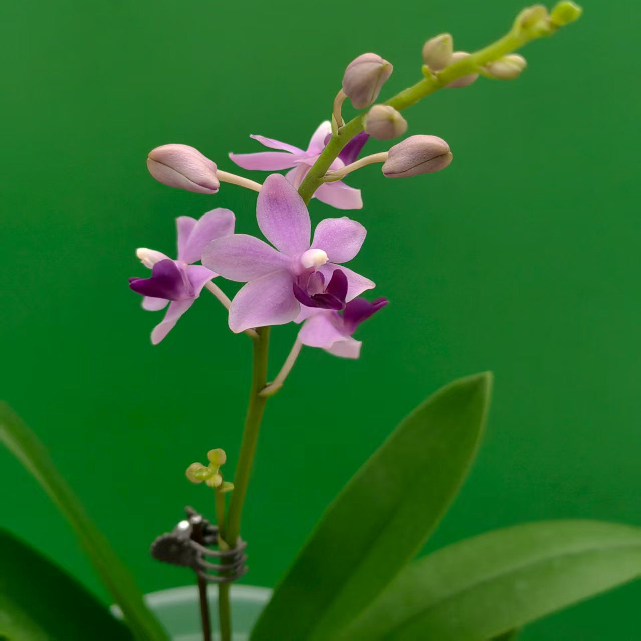 紫式部小回子室内盆栽花卉绿植好养活