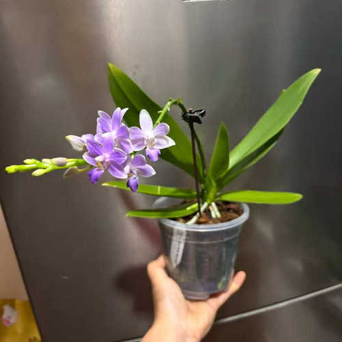 【蓝星】原生种4.5寸杯