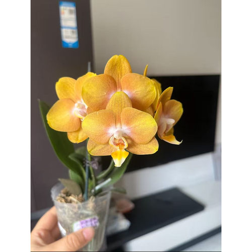 【拉斯维加斯】2.8杯单花剑黄色系精品蝴蝶兰