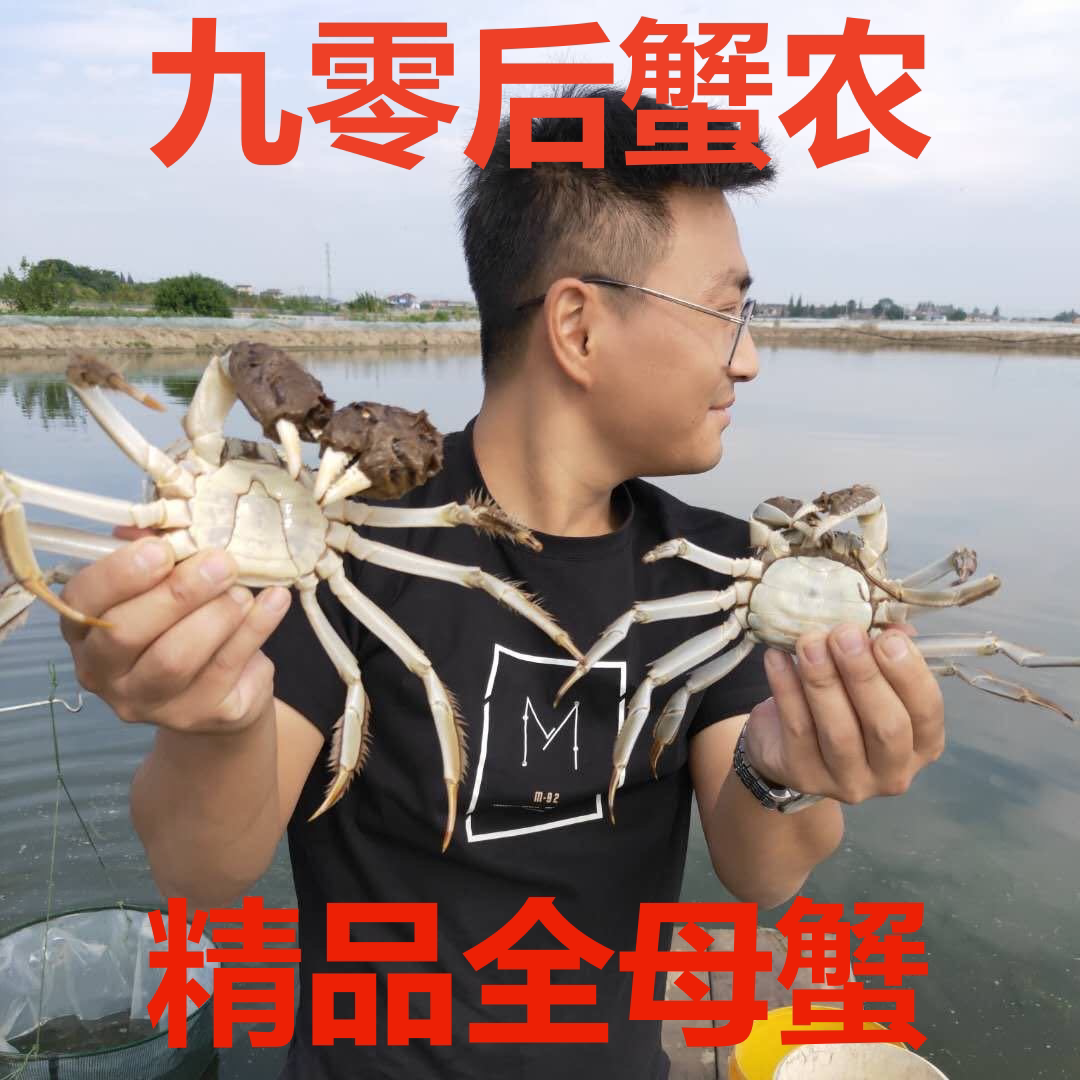 【活蟹】兴化大闸蟹精选全母蟹3.8-4.2两母共8只10只大闸蟹冷链