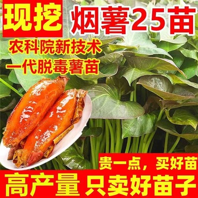 保真山东烟薯25号蜜薯苗