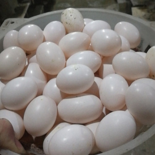 鸽子蛋30枚包邮新鲜鸽蛋宝宝辅食白鸽蛋农家杂粮鲜鸽蛋超大个新鲜