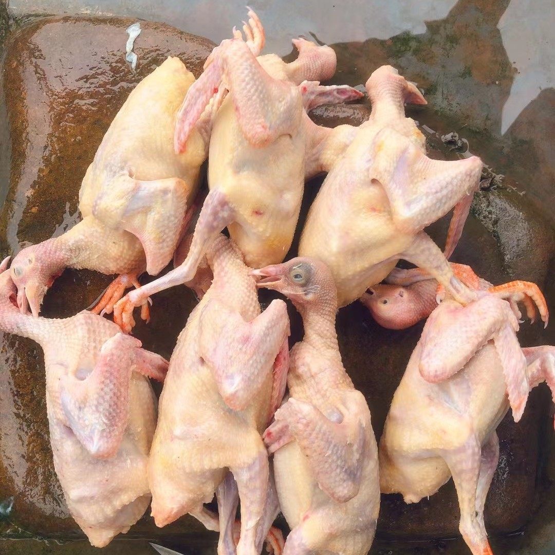 现杀小号乳鸽新鲜发货！有头有脚，纯粮乳鸽烧烤煲汤四只包邮！