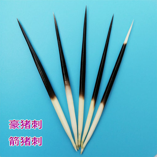 鱼漂浮标天然精选牙签豪猪刺箭猪刺刺猪刺药用茶针豪猪毛苏格毛