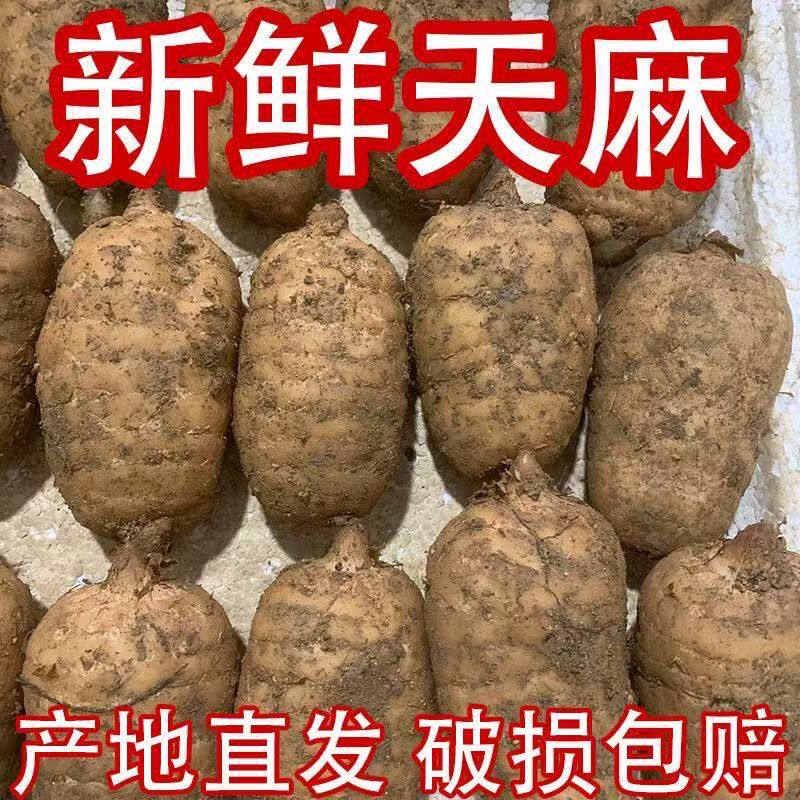 现挖新鲜天麻湿天麻冬麻仿野生种黄精