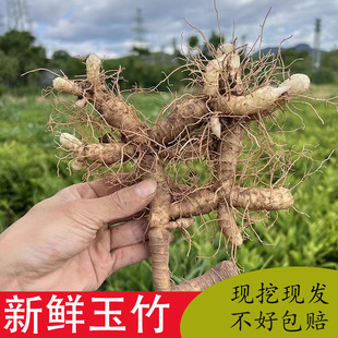 新鲜玉竹种苗尾参种子种植苗芽头中药材苗现挖盆栽实心纯天然玉竹
