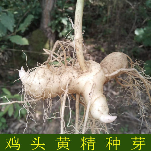 黄精种植苗黄精种子新鲜鸡头黄精苗老虎姜种苗滋补药材黄金苗种芽