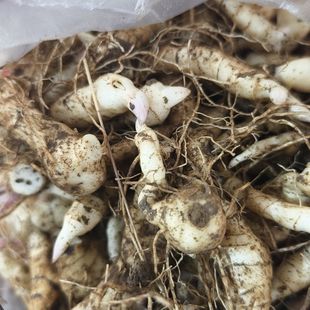 黄精种苗新鲜野生鸡头黄精种芽药材黄金苗种子高产老虎姜苗批发