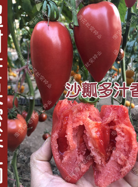 超甜芒果盆栽苗沙瓤番茄种子