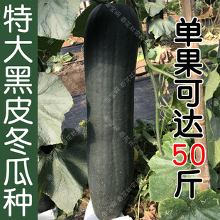 广东特大黑皮冬瓜种子 春季秋季蔬菜籽 高产大冬瓜阳台盆栽大田孑