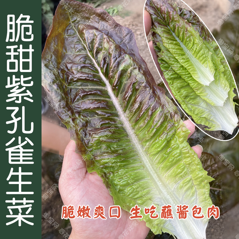 脆甜紫孔雀生菜种子 春秋季播蔬菜籽 大叶厚叶包肉生食盆栽菜园孑