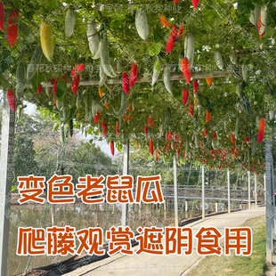 变色老鼠瓜种子 春夏秋四季播蔬菜籽 爬藤瓜果观赏长廊爬架孑庭院