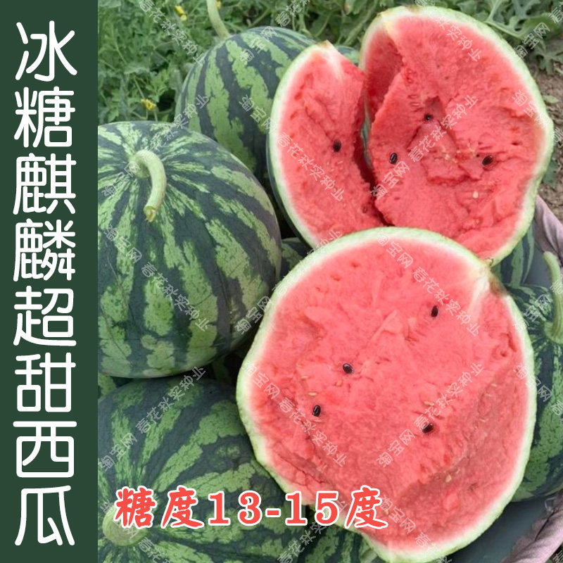 超甜冰糖麒麟西瓜种子 春夏秋四季播美都水果籽 京欣甜王懒汉瓜孑
