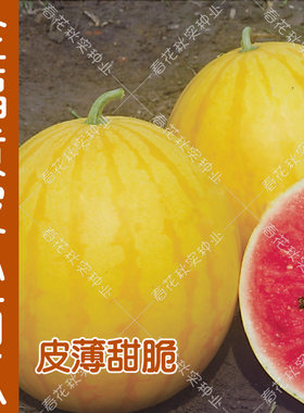 早熟微型礼品春季水果种子