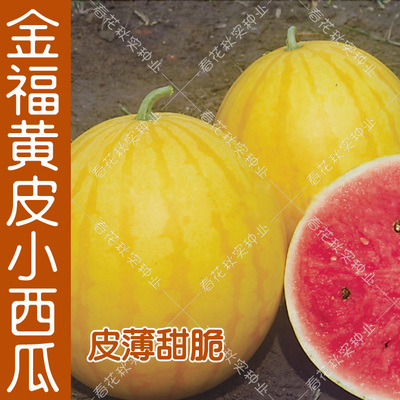 早熟微型礼品春季水果种子